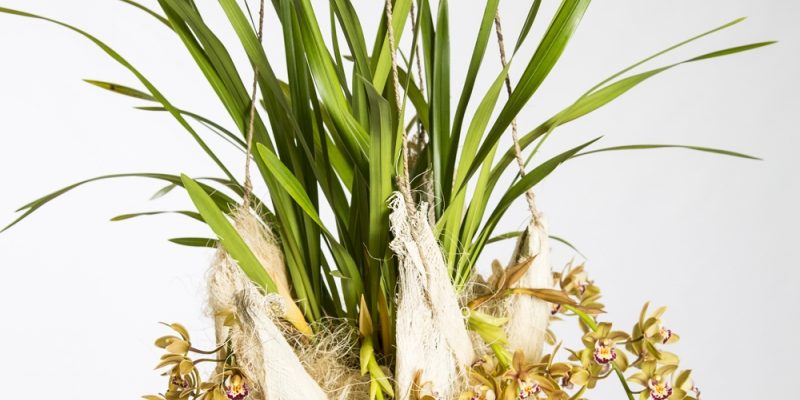 Hangende cascade Cymbidium