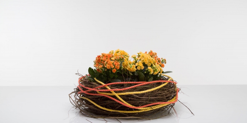 kleurrijk Kalanchoë planten arrangement