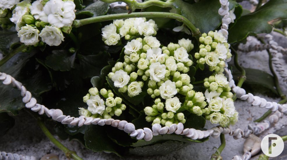 kalanchoe object close