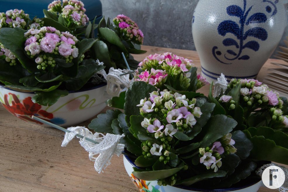 Kalanchoe duo sfeer close