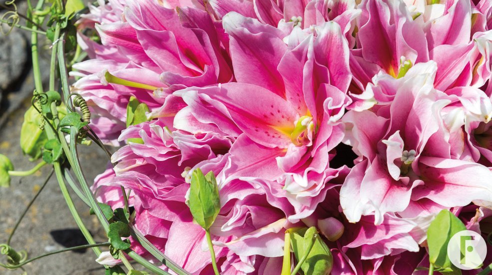 Lilium roselily yourlily funeral arrangement oasis