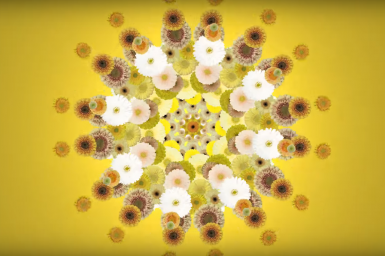 Gerbera Summer Colours