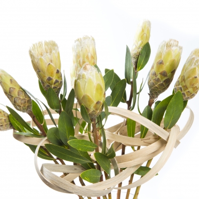 Boeket protea close up