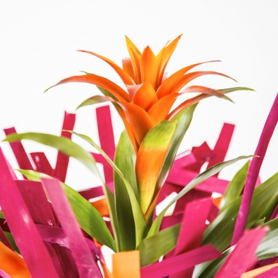 Felgekleurde bromelia's