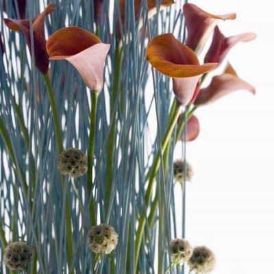 Calla, de 'Femme Fatal'