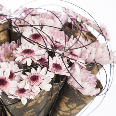 Chrysanthemums colors the fall