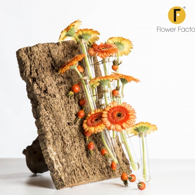 Autumn design with bark and Gerbera