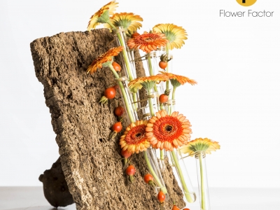 Autumn design with bark and Gerbera Autumn design with bark and Gerbera