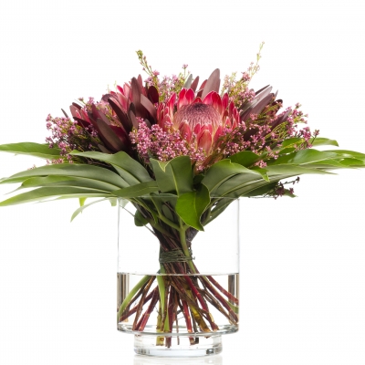 Protea, national flower of South Africa