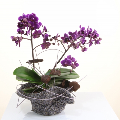 Een mooi planten arrangement voor een mooie moeder