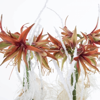 Winter arrangement with Amaryllis