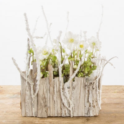 Winter arrangement with Helleborus