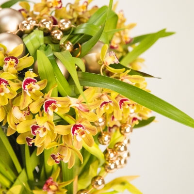 Plants for Christmas