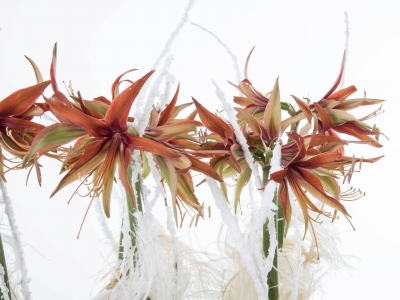 Winter arrangement with Amaryllis