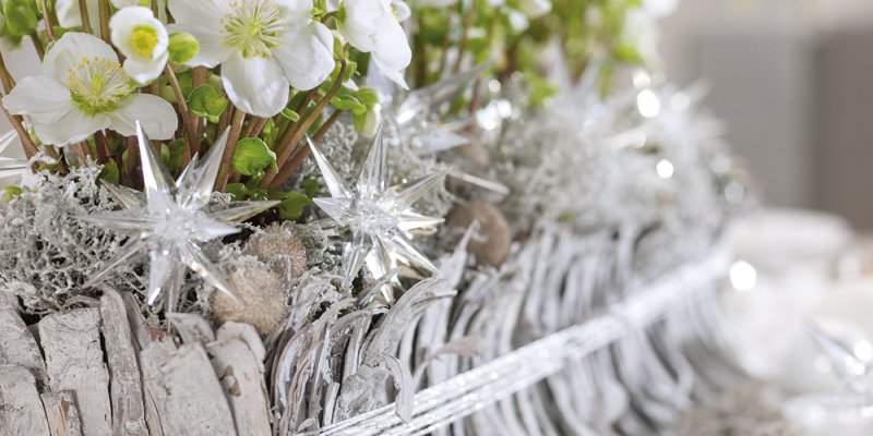 Christmas beauty with Helleborus