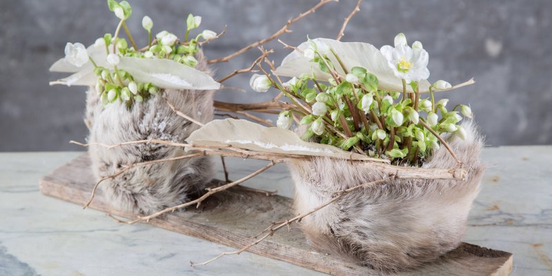 Hellebores dressed in fake fur 