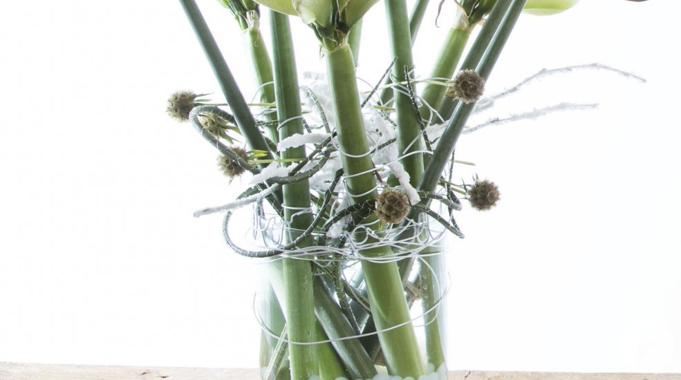 Amaryllis design FleuraMetz