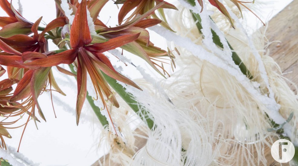 Amaryllis FleuraMetz1