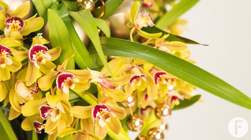 LZ Cymbidium Christmas2
