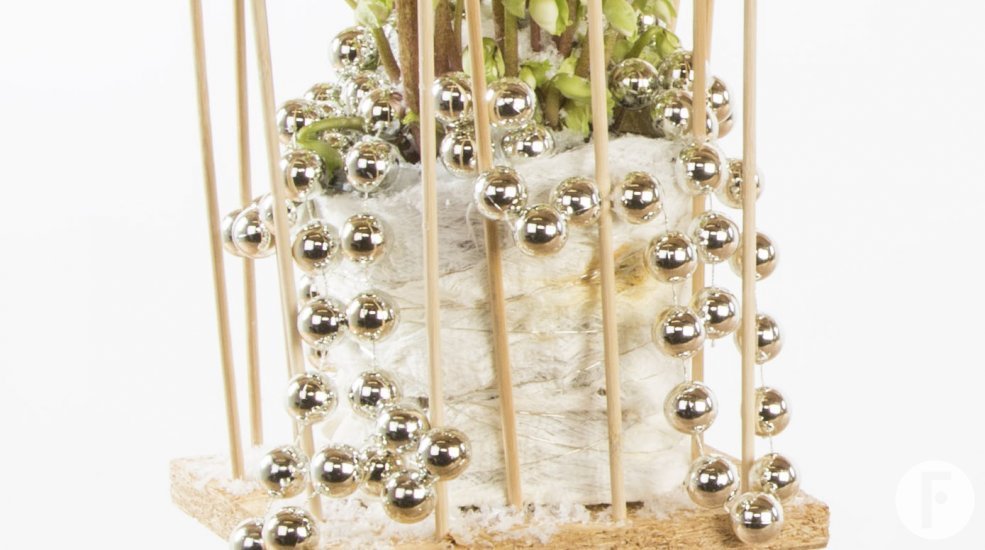 Helleborus Verboom Kerst