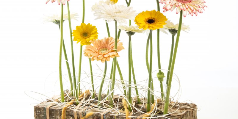 Mooie en kleurrijke gerbera's vastgeklemd
