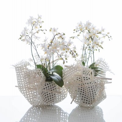 Prachtige Phalaenopsis voor in huis