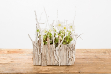 Winter wonderland met Helleborus