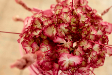 a single Hydrangea design a single Hydrangea design