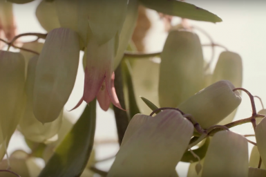 arrangement met Kalanchoë 'Bell'