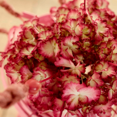 design met een enkele Hortensia