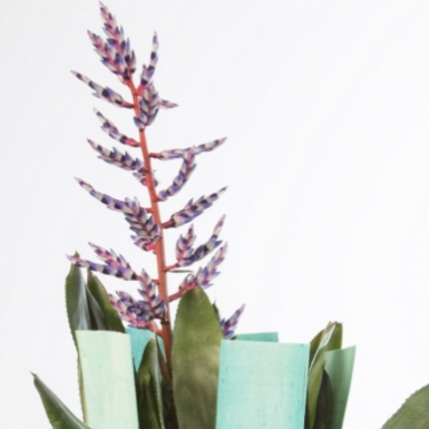 Vrolijk bromelia design met fineer