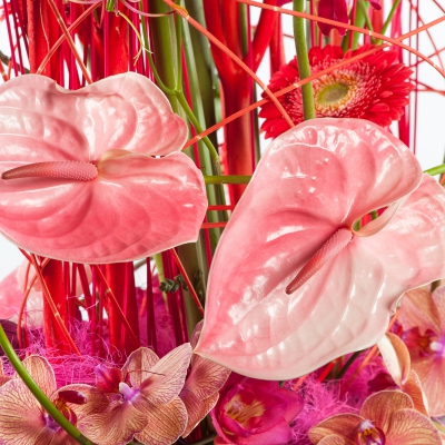 Bright and colorful Anthurium design