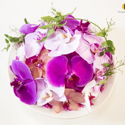 Bowl of beautiful Phalaenopsis