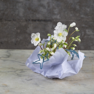 Hellebore in paper container