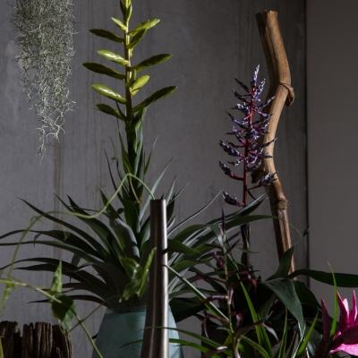 Maak je eigen urban jungle met Tillandsia