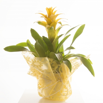 Guzmania met leuke extra details