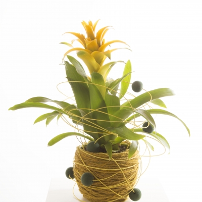 Guzmania with a swirl