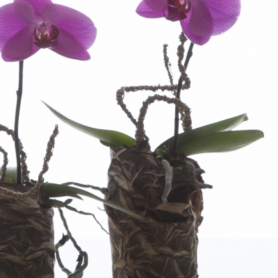 Cute duo of 'Singalo'