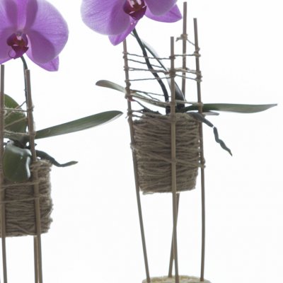 Idea with 'Singalo' orchids 