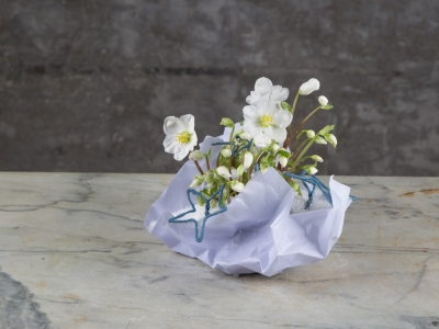 Helleborus in papieren schaal