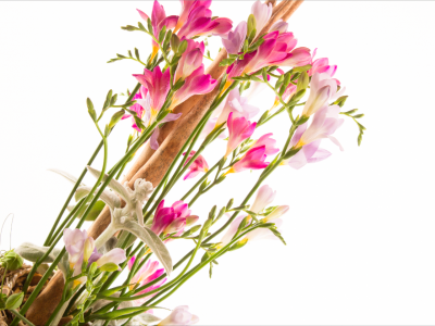 Freesia flower arrangement Freesia flower arrangement