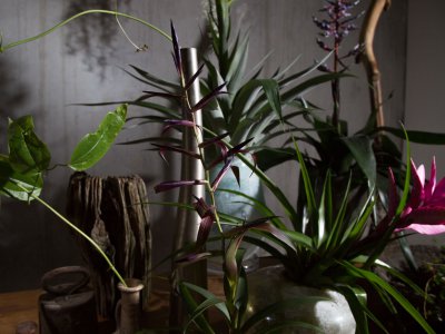 Show deze bijzondere Tillandsia's