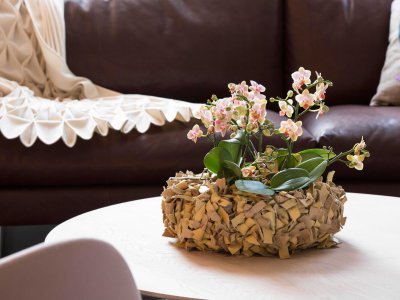 Miniature orchids