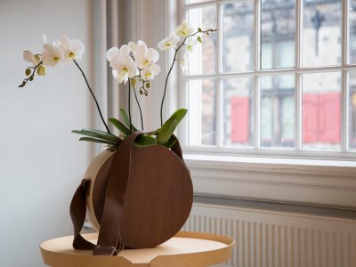 Luxurious orchids