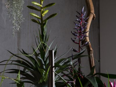 Maak je eigen urban jungle met Tillandsia