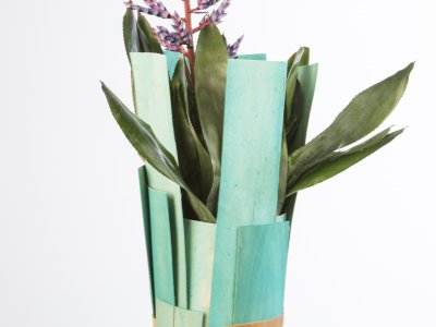 Bromelia in vrolijk voorjaarsjasje