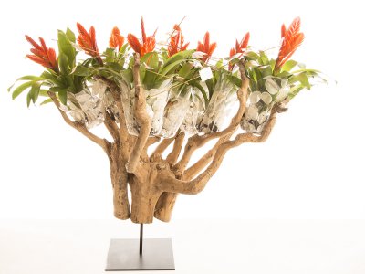 Vriesea Oberon