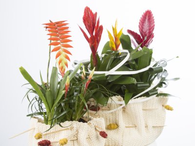 Bromelia's van Pim van den Akker