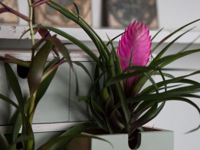 Tillandsia in jouw eigen urban jungle