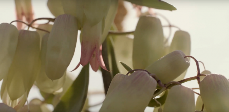 arrangement met Kalanchoë 'Bell'